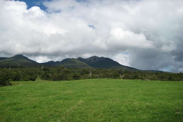 1113 Plymouth Road Koru_10