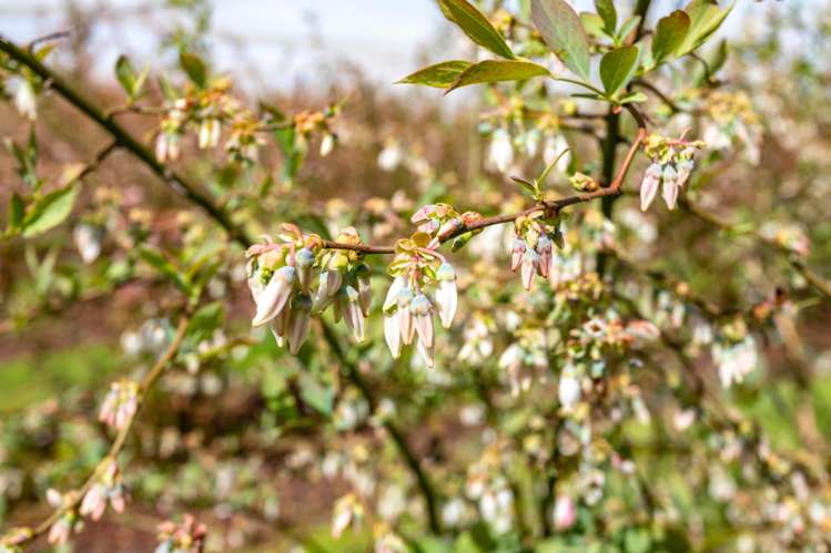 5932 State Highway 27 Ngarua_6