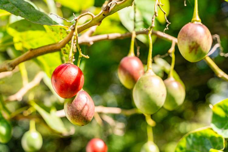 915 State Highway 14 Maungatapere_33