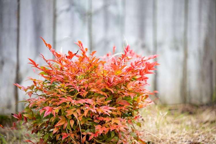 39 Springfield Crescent Enderley_15