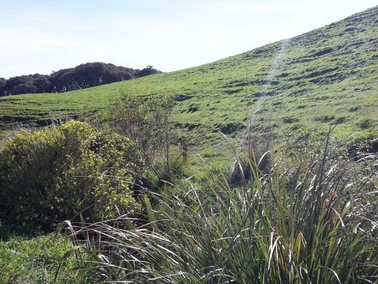 346 Rugby Road Tariki_73