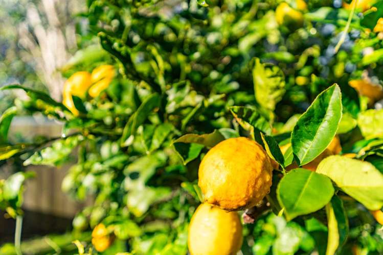 19 Longview Street Mangawhai_29