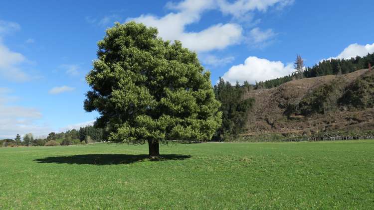 3957 Northbank Road Wairau Valley_6