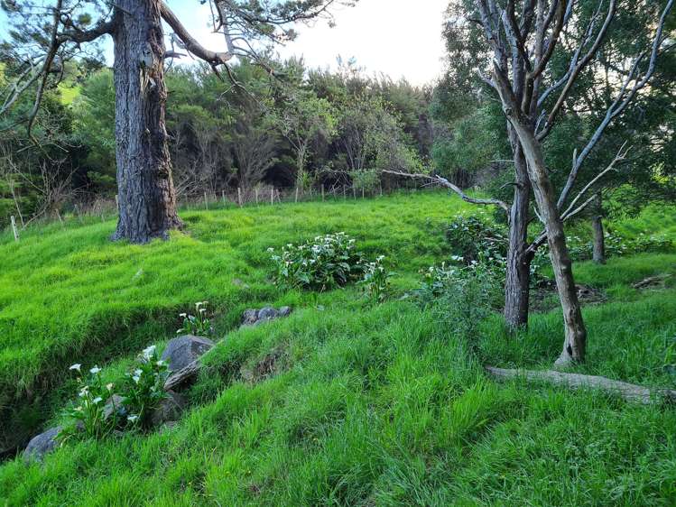 54 Hall Road Tinopai_9