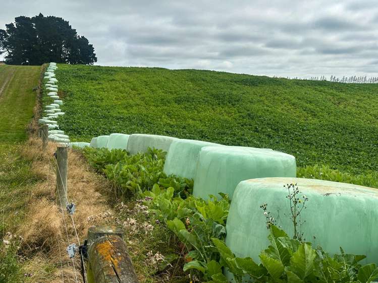 21 East Chatton Road Maitland_11