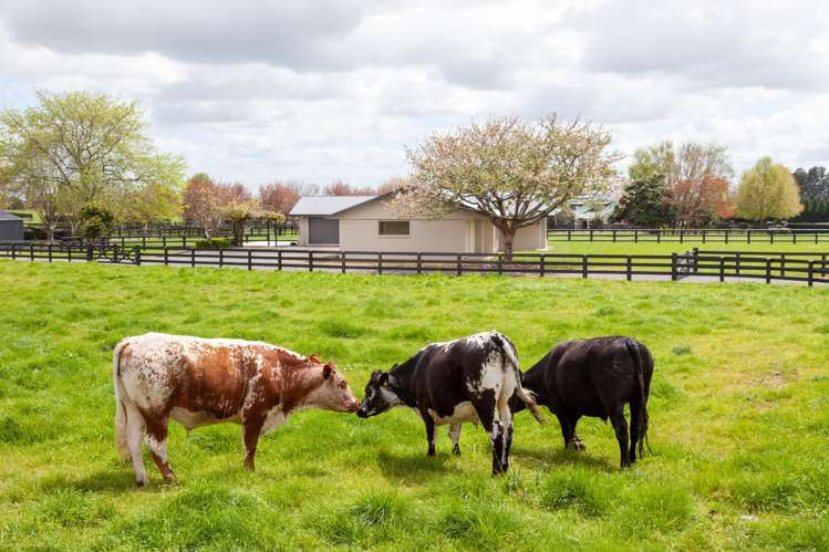 378 Hinuera Road Matamata_35