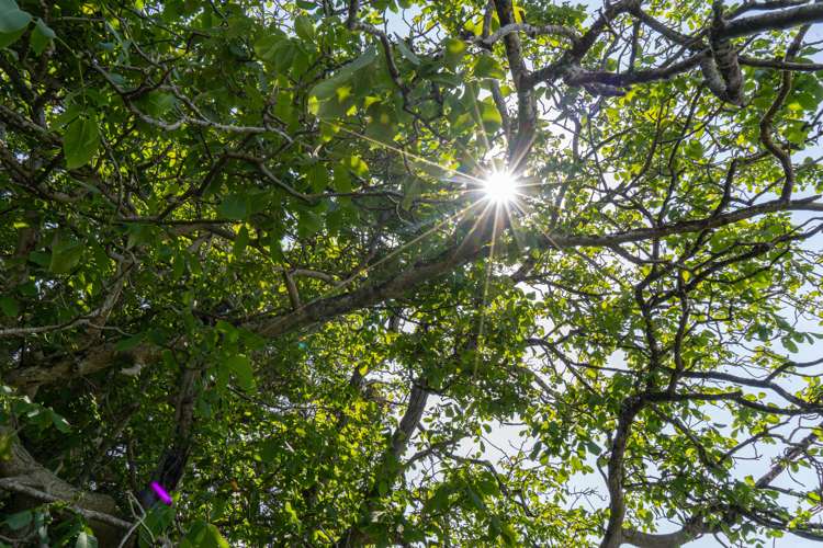 3 Matai Grove Greytown_4