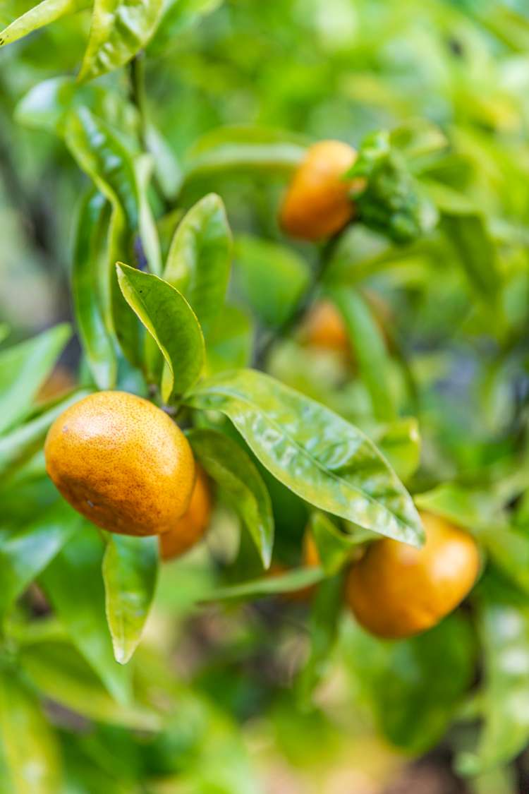 36 Springtime Crescent Stanmore Bay_22