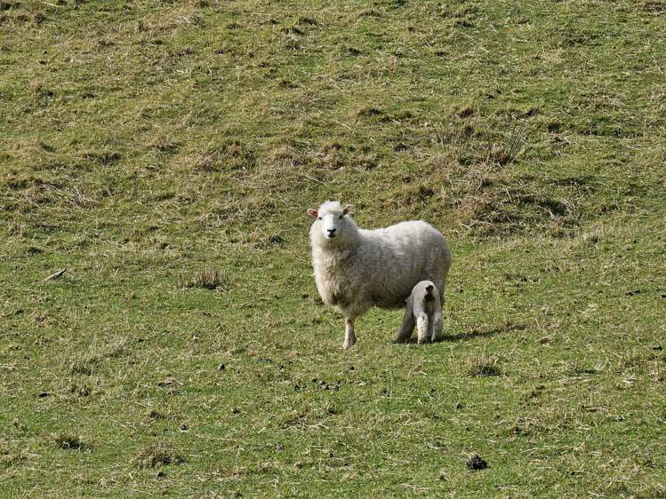 541 South Makara Road Makara_45