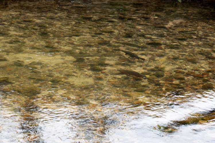 1039 Paradise Valley Road Ngongotaha Valley_41