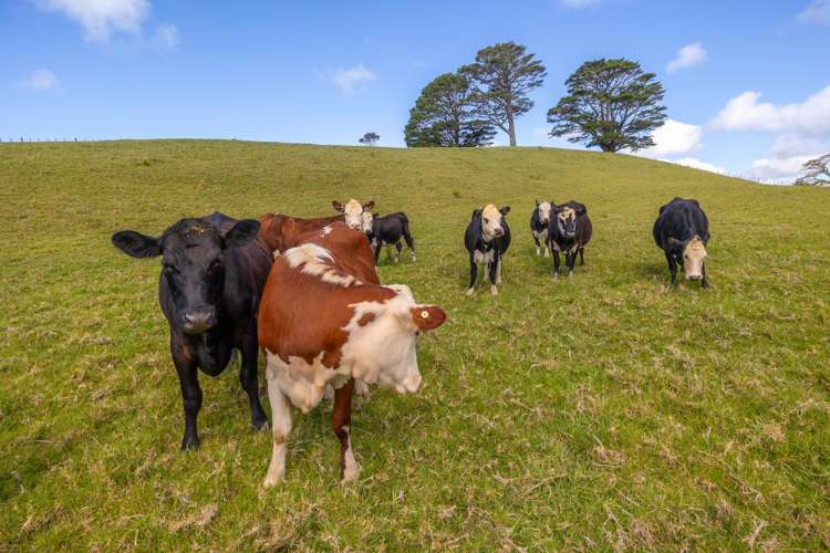 200e Valley Road Waimauku_31