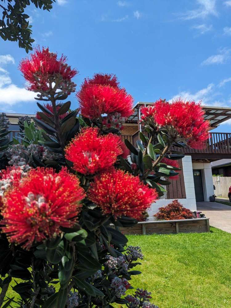 12 Ewhurst Place Goodwood Heights_28