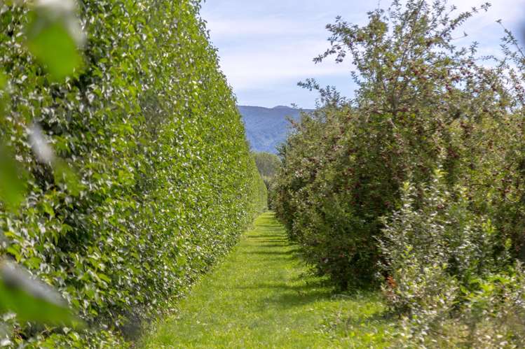 37 Westwood Avenue Greytown_23