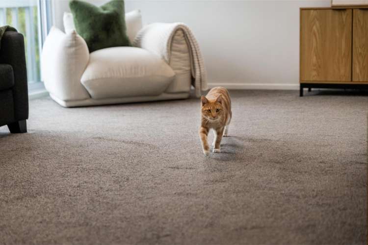 24 Halloran Place Massey_6