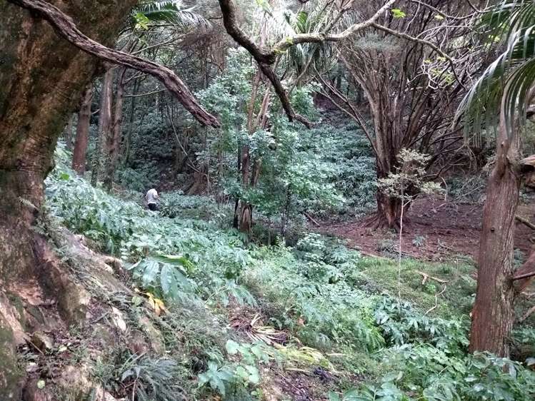 1708 Russell Road Hukerenui and Surrounds_8