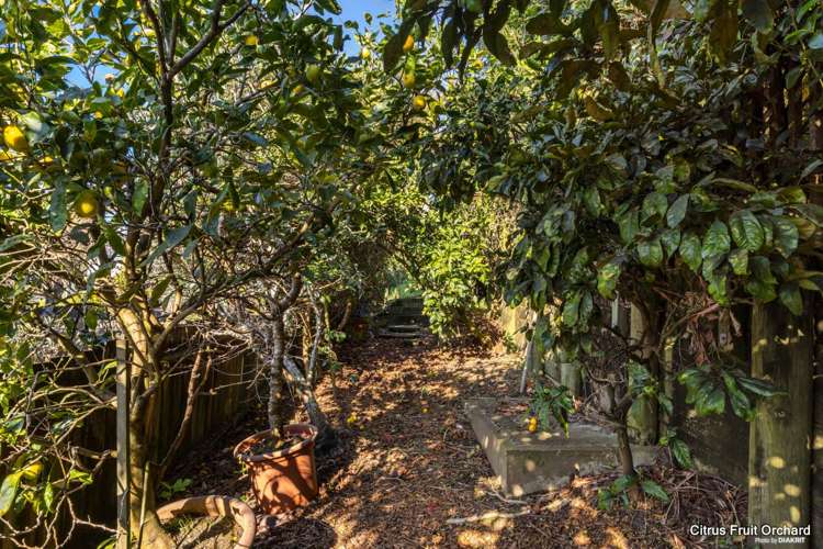 3 Rakau Views Orewa_18