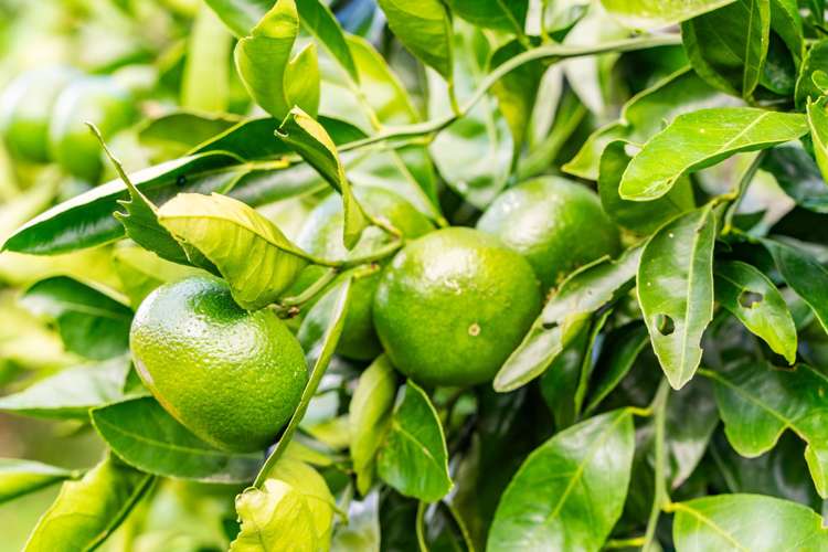 174 Whatitiri Road Maungatapere_32