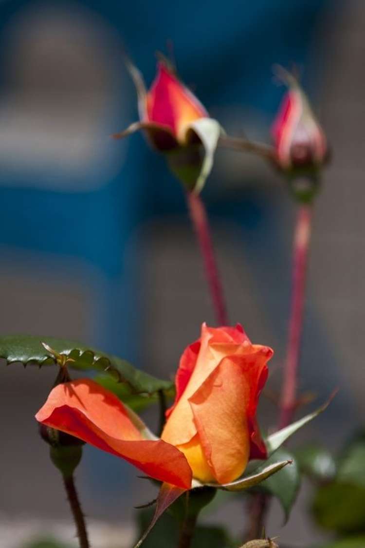 47 Menin Road Raumati South_25