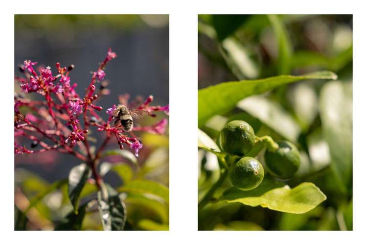 88 Sentinel Avenue Omokoroa_28