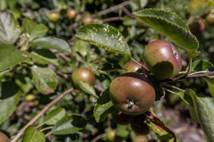 90-92 Kiwi Road Raumati Beach_8