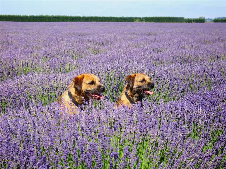 226 College Road Bankside_7