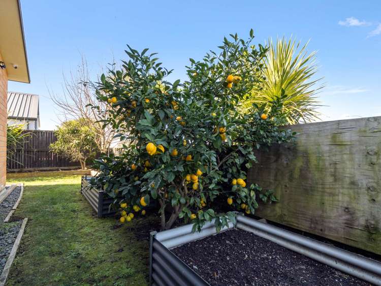 37 Lulu Avenue Chartwell_17