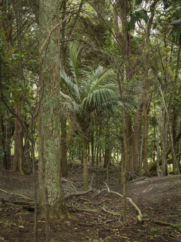 78 Morrison Road Arapohue_20