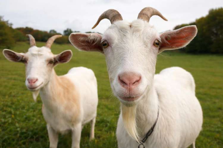 Lot 2/64 Puhoi Road_0