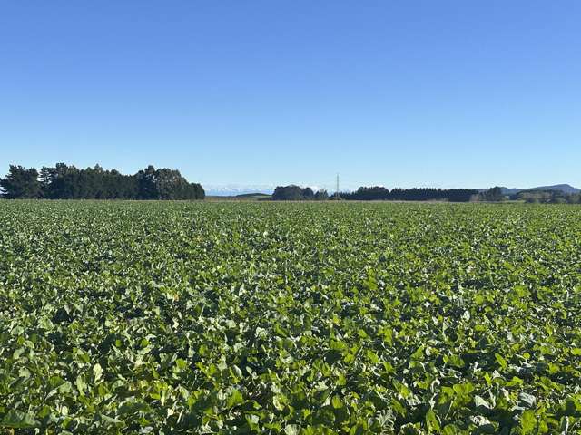 200 Rakahouka Grove Bush Road Grove Bush_1