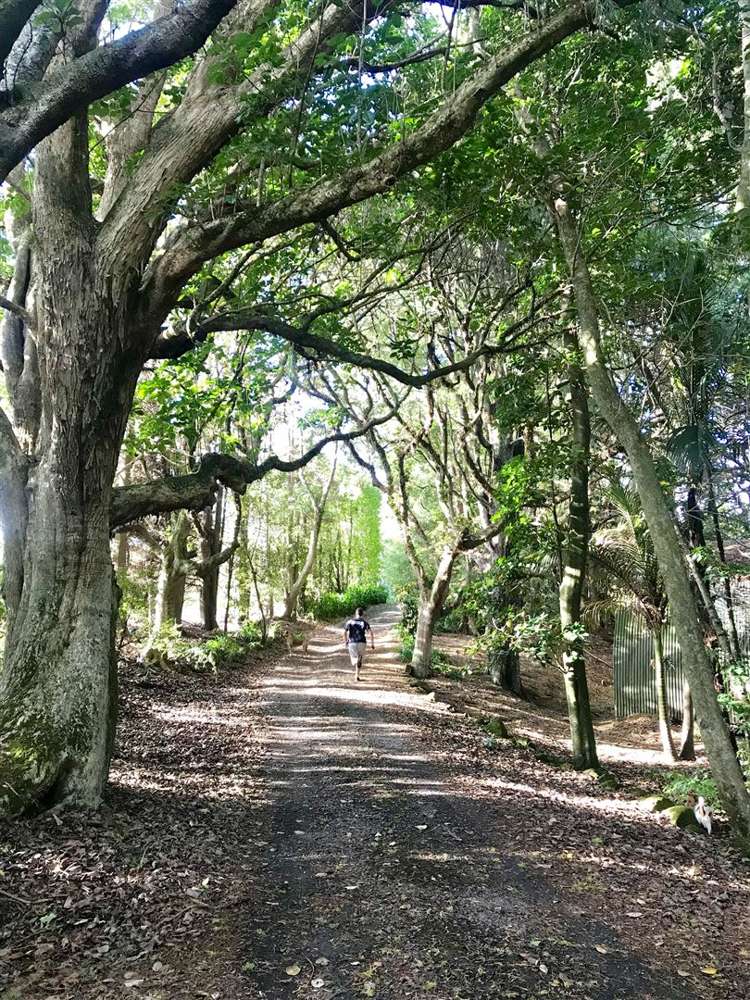 55 Costello Road Patumahoe_3