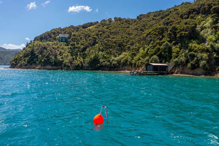 Curious Cove Curious Cove_7