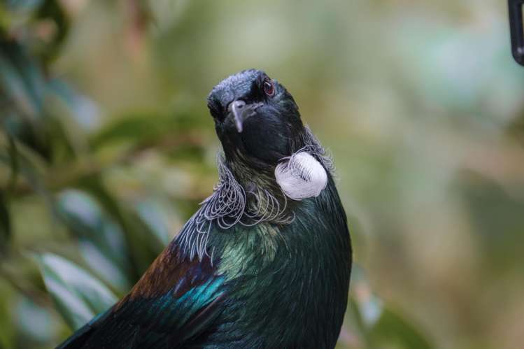 5 Easdale Street Kelburn_17