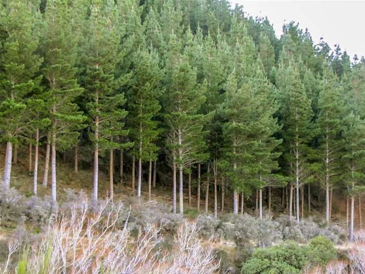 3778 Waihopai Valley Road Waihopai Valley_0