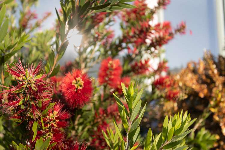 25/17 Redwood Close Paraparaumu_15