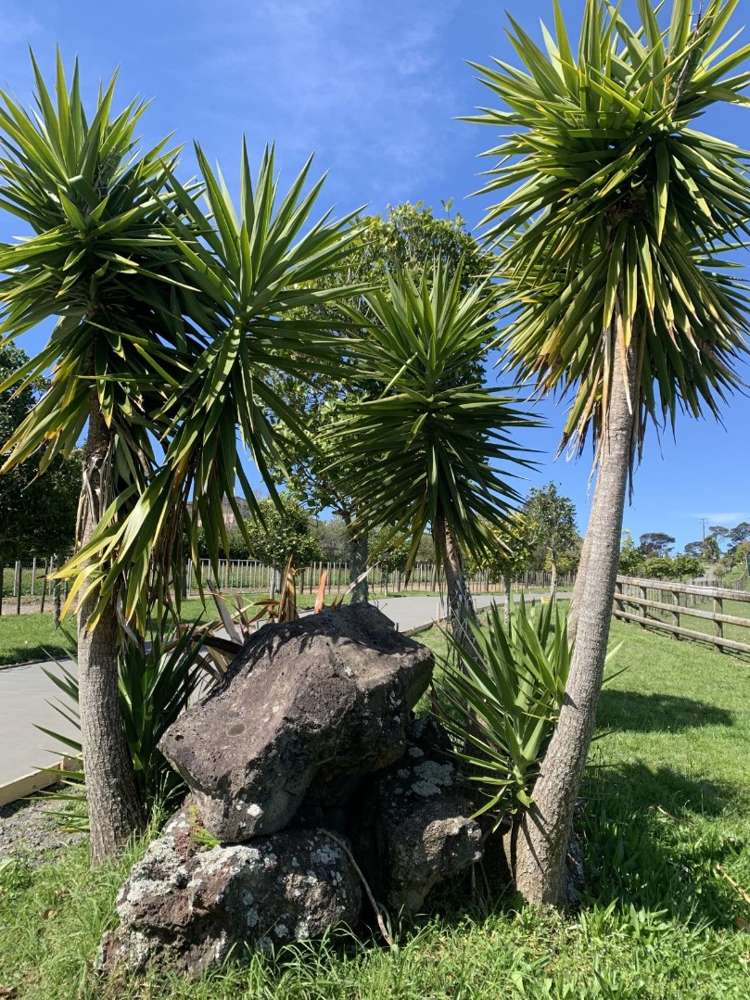 53 Nixon Road Taupaki_6