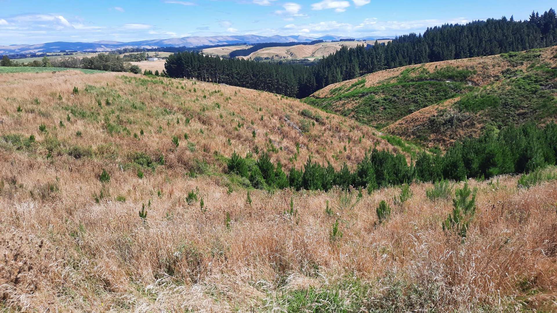 Sunflower Road Balclutha_0