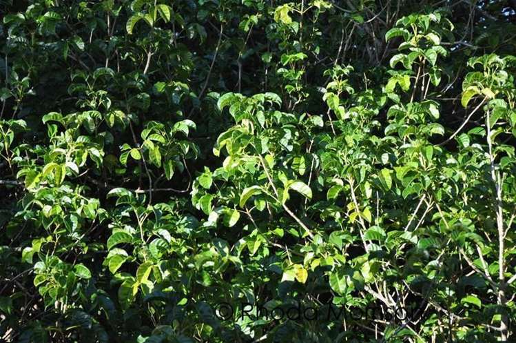 125 Jumna Road Maungaturoto_21