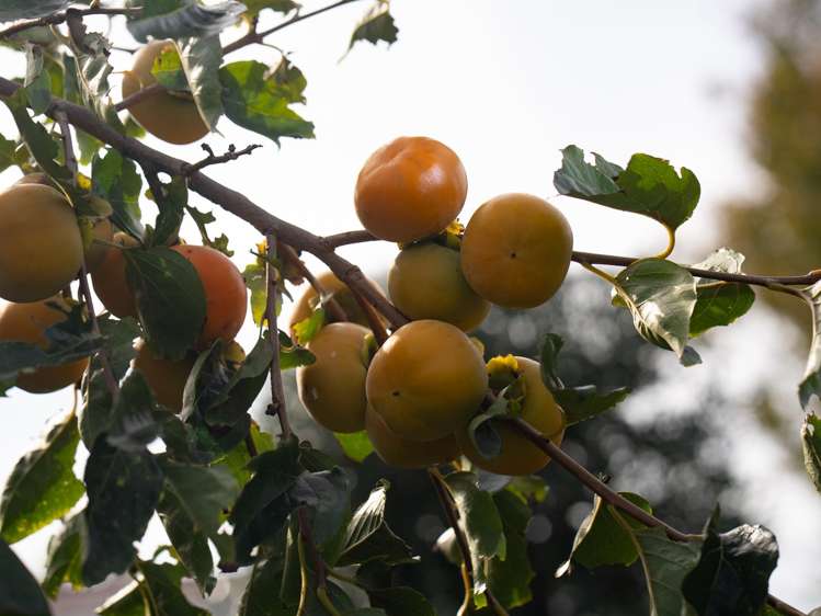 16b Bradley Place Nawton_18