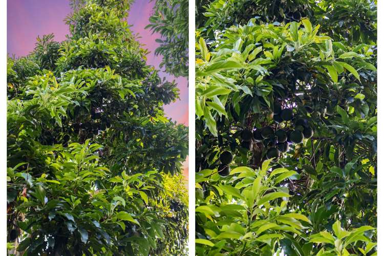 38 Revell Drive Ohauiti_35