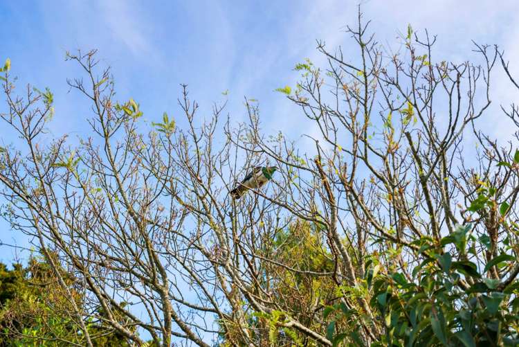 279 Kern Road Ramarama_30