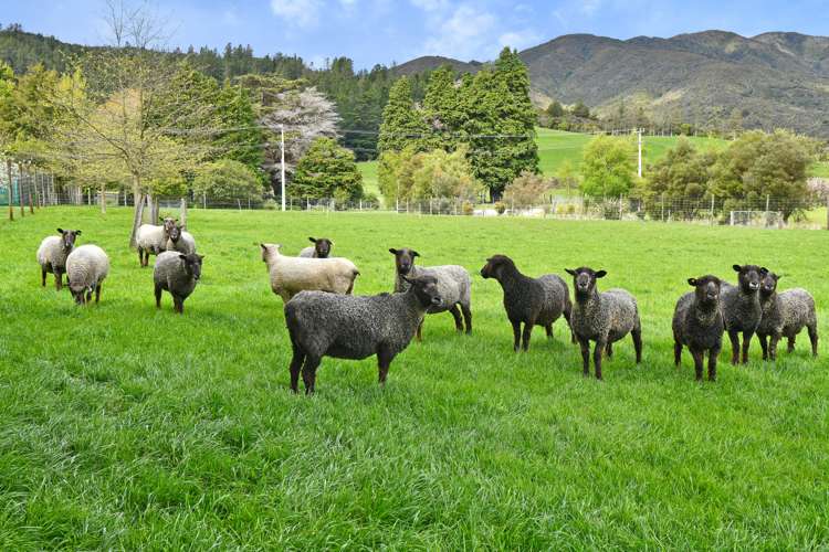 235 Marchant Road Kaitoke_4