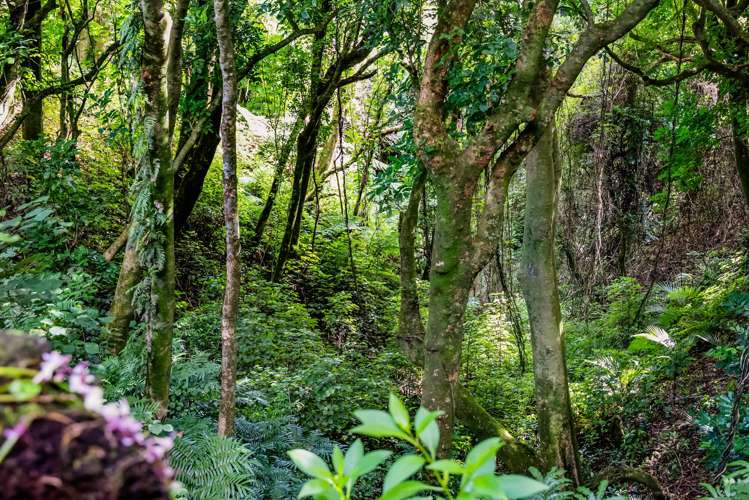 Weld Road Upper Oakura_17