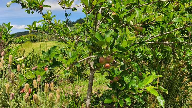 502 Wright Road Matakana_26