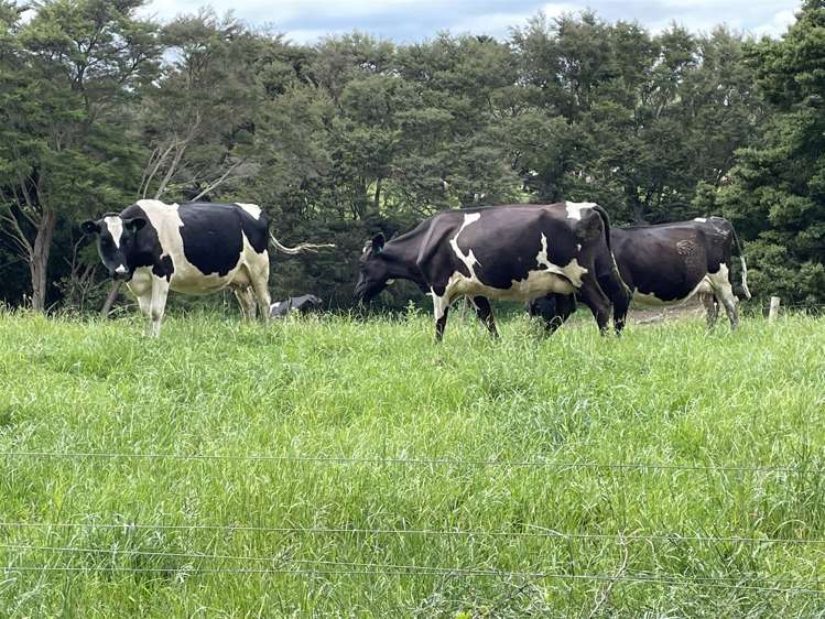 208 Te Aroha-Gordon Road Hauraki Surrounds_11