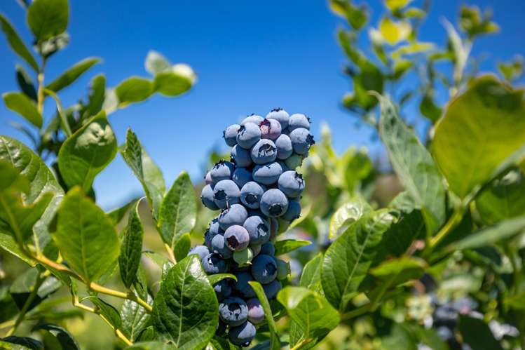 160 Tadmor Valley Road Tapawera_15