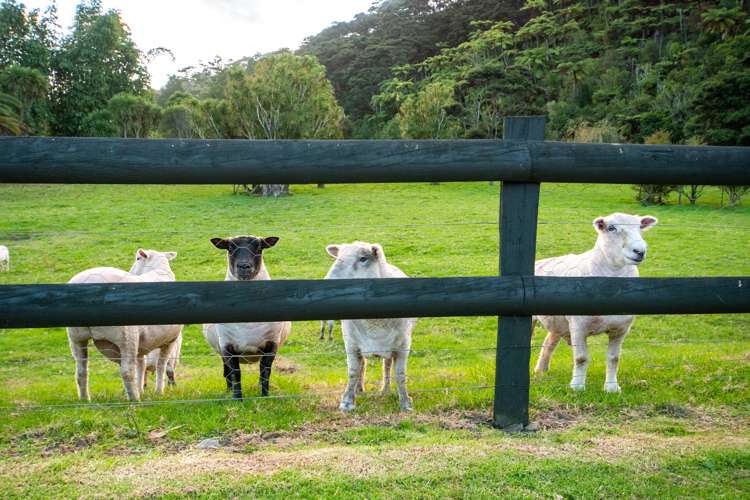 93 Bethells Road Waitakere_24