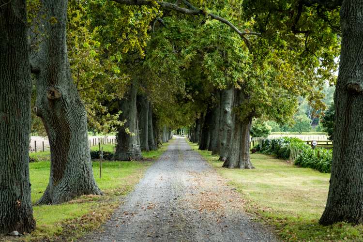 358 Dartmoor Road Puketapu_12