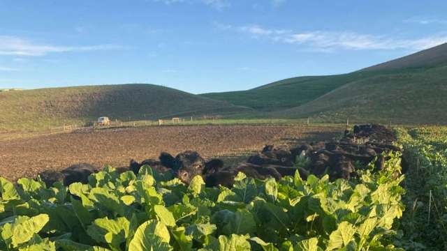 55 Rutherford Road Albury_1