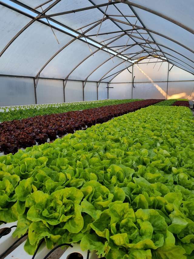 116 Wingatui Road Mosgiel_3