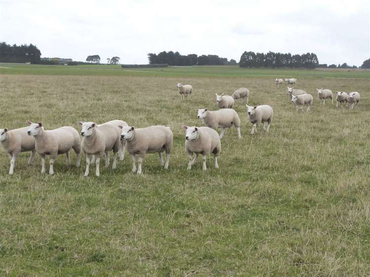 219 Robertson Road Winton Surrounds_33